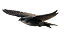 homebird3