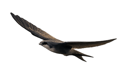 picturebird3